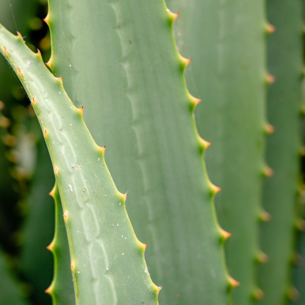 Soothing Aloe Vera Gel